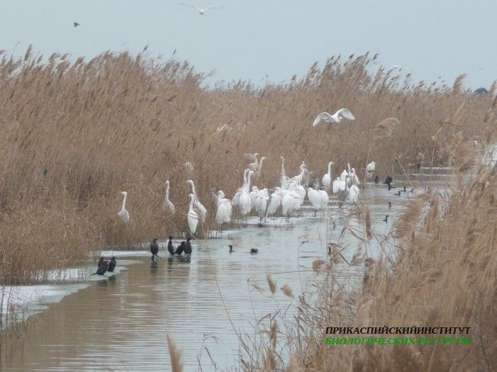 31.б.б.ц.мал.бакл.турали.21.01.11