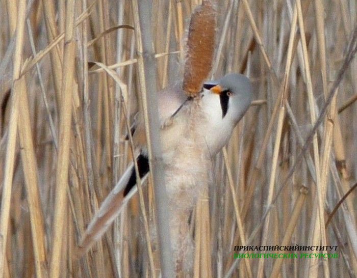 3.усат.син.самец.турали10