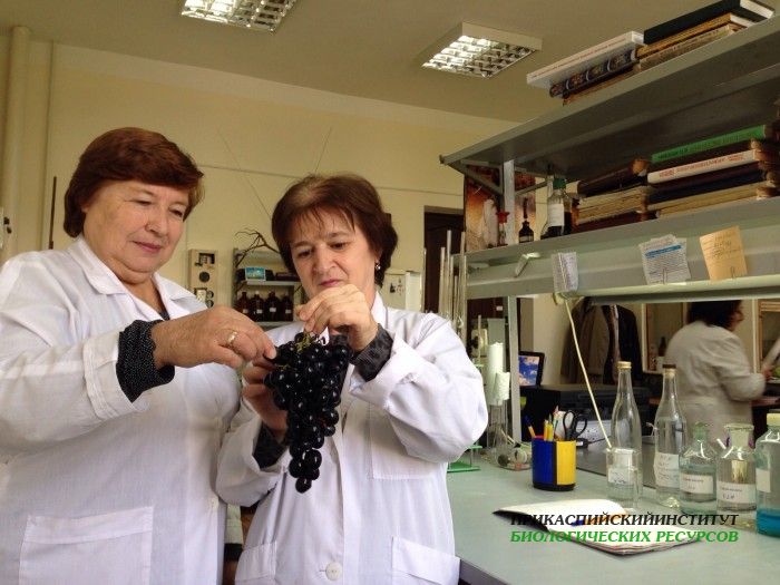 подготовка виноматериалов