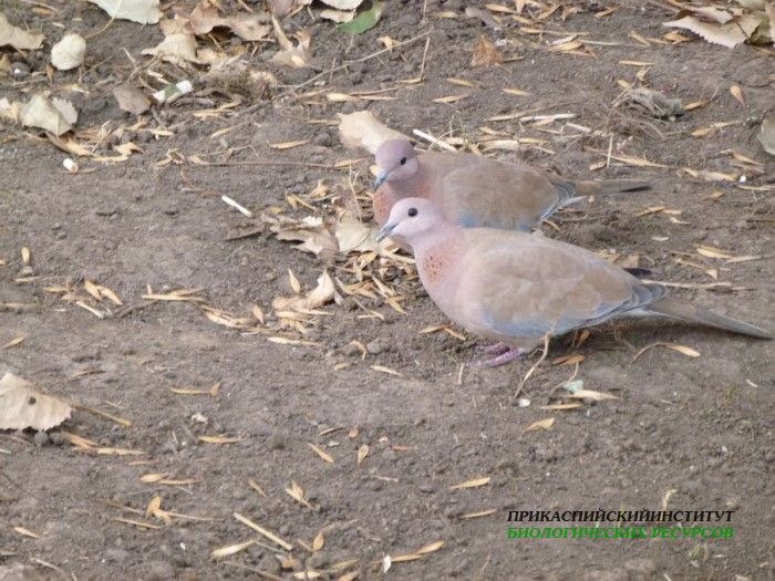 43.мал.горл.мойдвор.2.12.11.