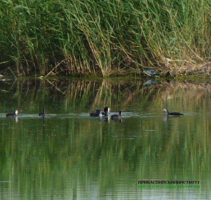 лысухасптенцами26.06.09