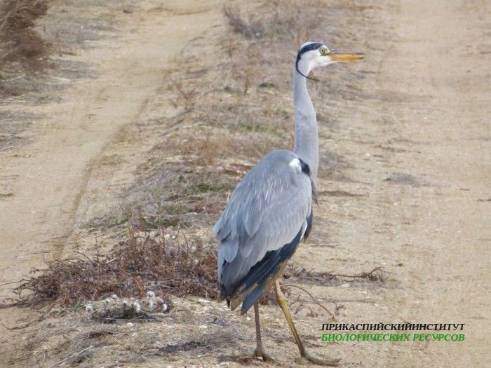 40.цаплясер.турали.9.12.11