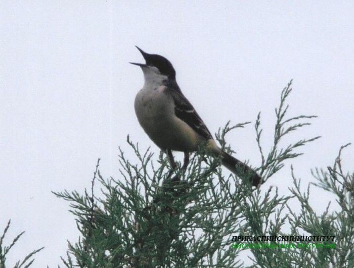 черноголтряс