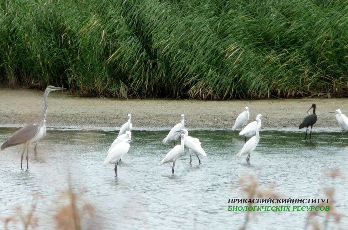 1.м.б.ц.сер.цаптрескун.каравай.7.8.09турали