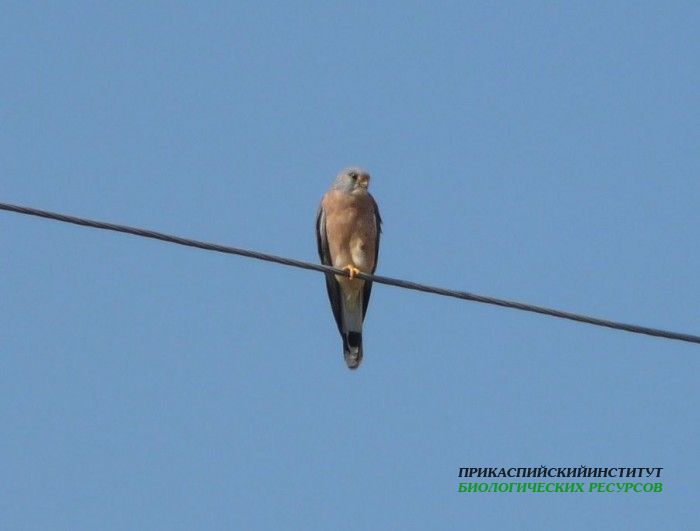 17.степ.пустельга.турали.9.9.2011