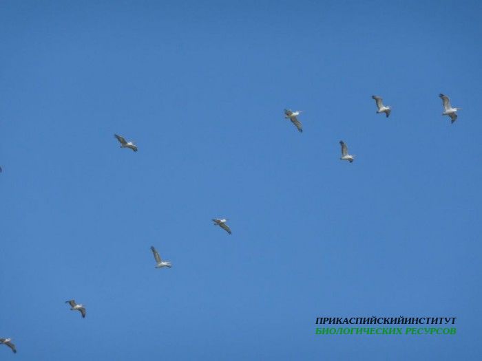 9.пеликанкудряв.аграхан.21-23.09.11