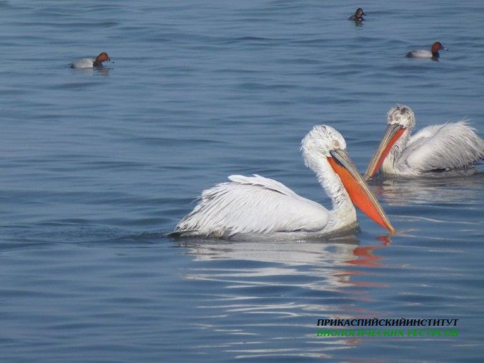 98.красногол.ныр.судоремзав.21.02.12