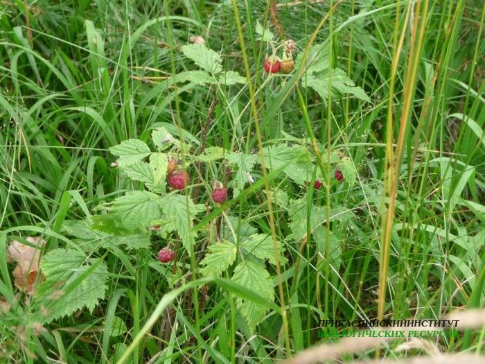 1.малина.тлярош.15.08.10