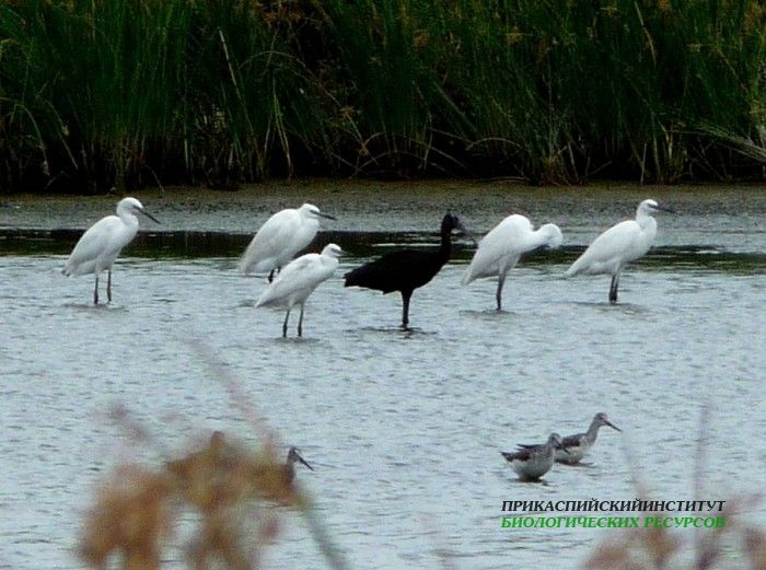 5.м.б.ц.травн.каравай.7.8.09турали