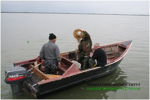 Рабочий момент, Сулакский залив, май, 2017 г.