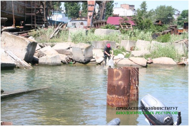 Сбор гидробиологического материала