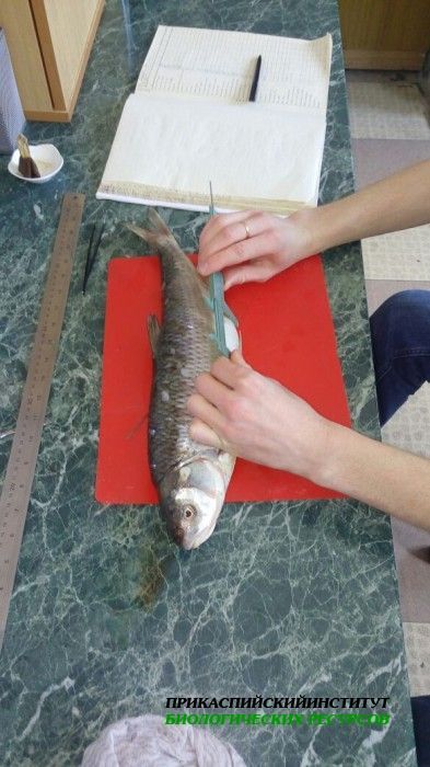 Исследование ихтиологического материала