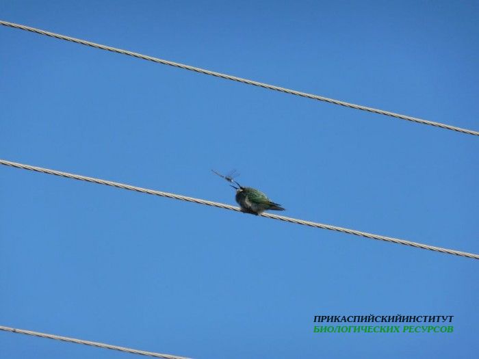 6зелен.щур.турали2.10.10