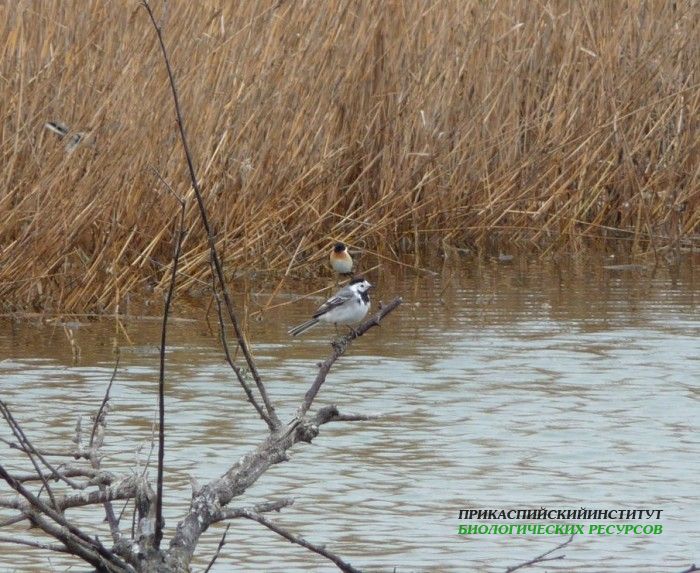 10.бел.тряс.черногол.чекан.турали.31.03.11