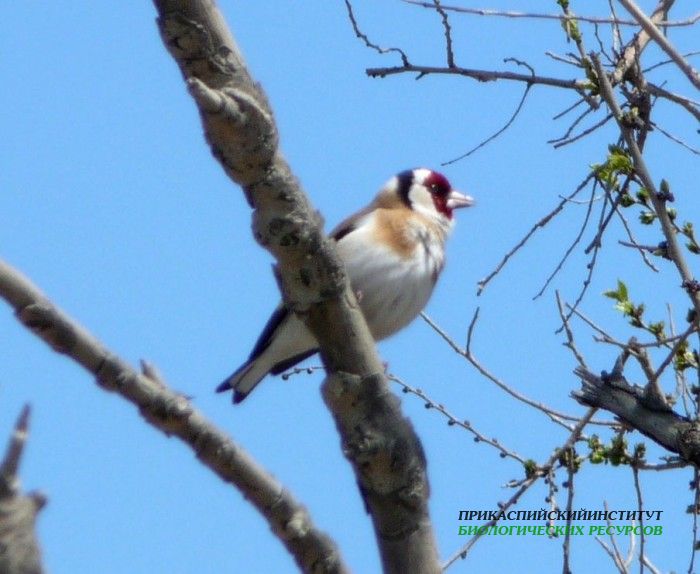 6.щегол.турали.18.04.10