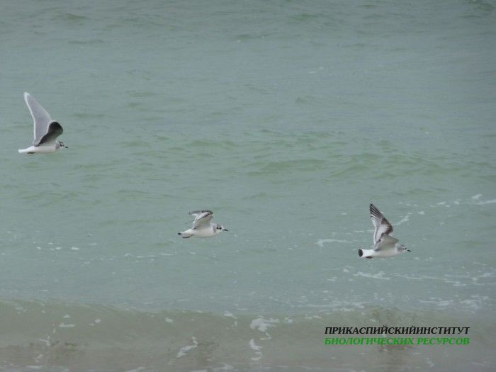 малчай.молодые