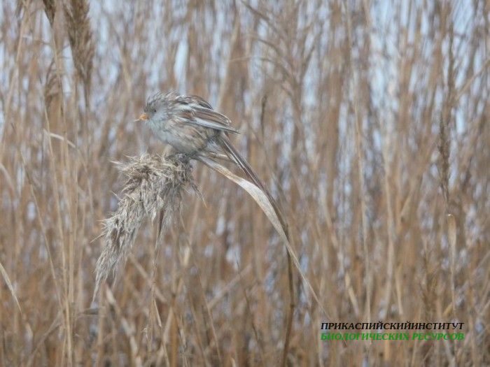10.усат.син.самка.турали.15.01.10