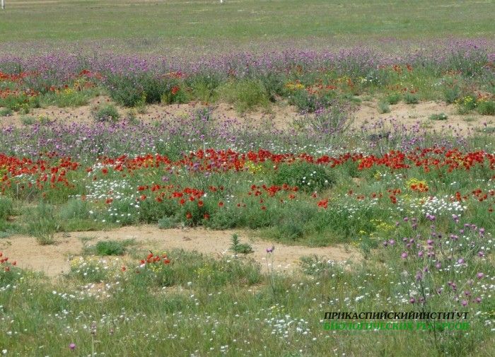 1.макиподорогенасарыкум.14.05.10