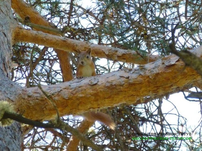 Белка карануб 2012