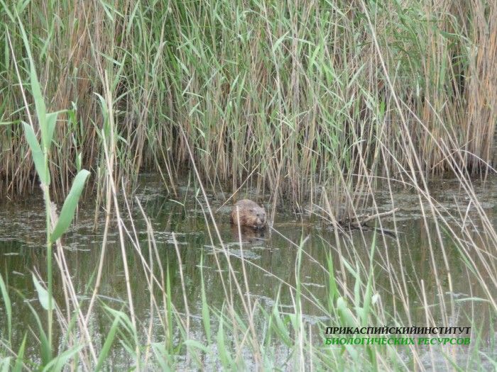 14.ондатра.турали21.05.10