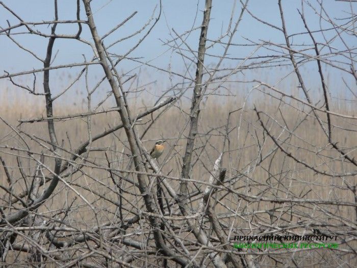 4лугов.чекан.самец.турали.18.04.10