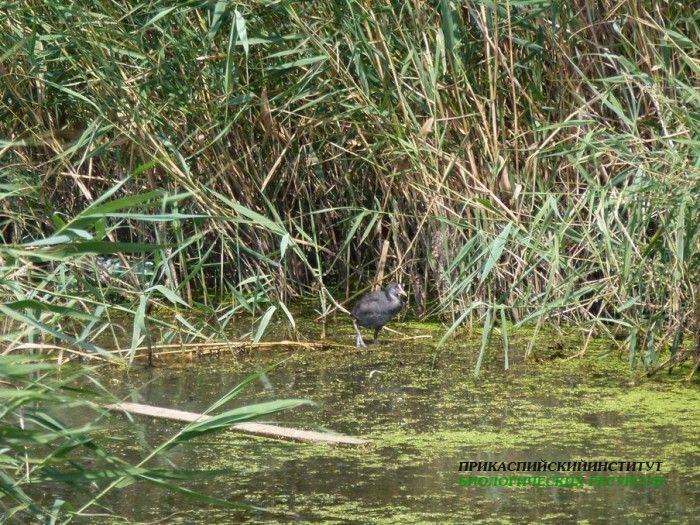 5.лысуха.турали.10.08.12