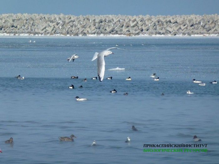 2.оз.чай.крохаль.судоремзав.21.02.12