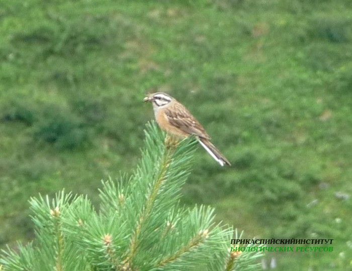 8.скальн.овс.25.7.09тлярош
