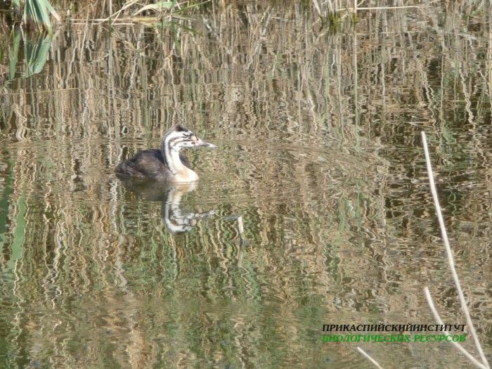 48.чомга.птенец.турали.22.07.11