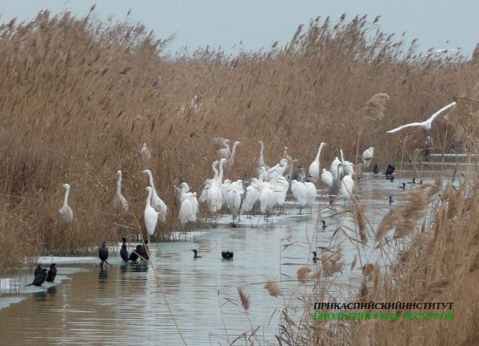 32.б.б.ц.мал.бакл.турали.21.01.11