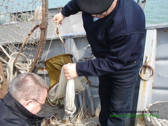 Пробы по зоопланктону