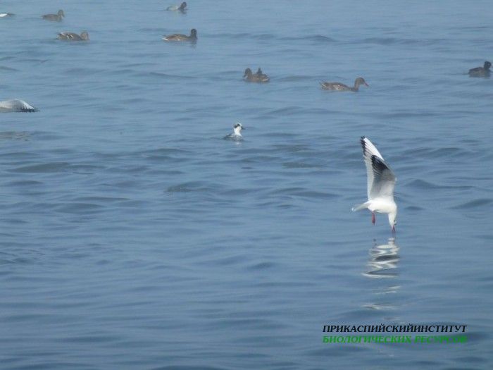 1.луток.оз.чай.судоремзав.21.02.12