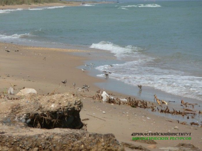 9.краснозоб.песчанка.турали.2.9.2011