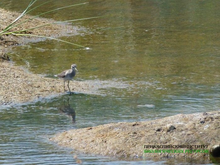 9.фифи.турали.10.08.12