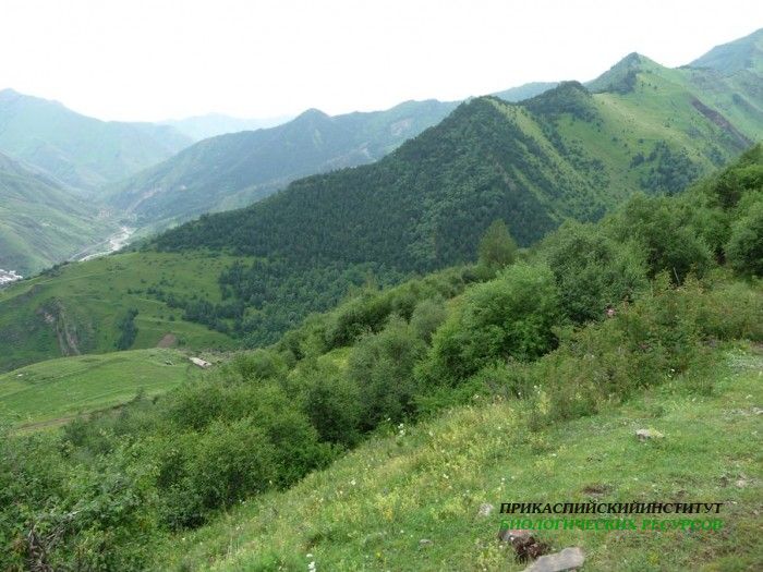 86.панорама.25.7.09тлярош