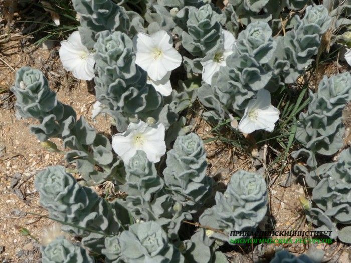 1.вьюн.персид.турали.11.06.2011