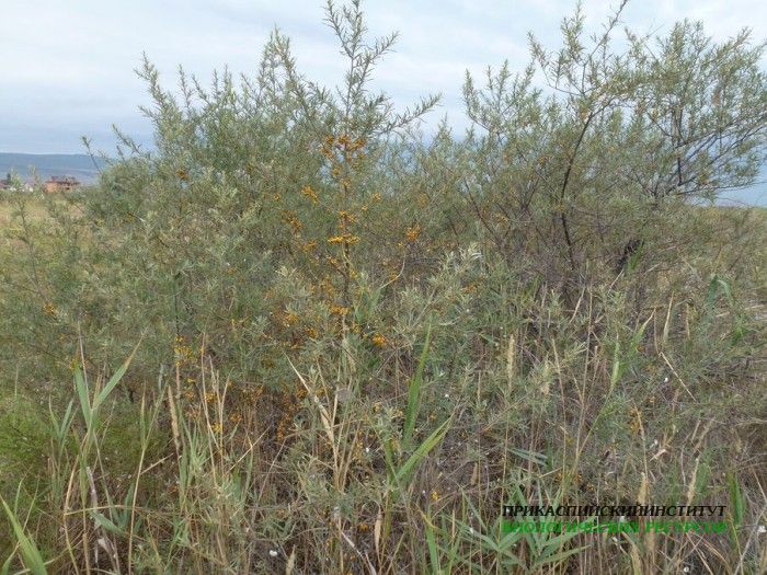 1.облепиха.турали.30.08.12