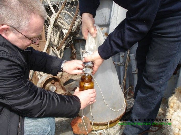 Пробы по зоопланктону