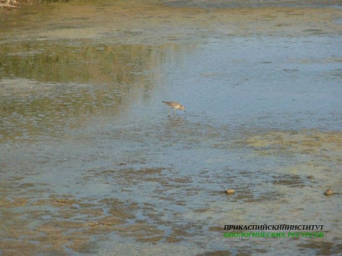 14.турухт.турали.9.9.2011