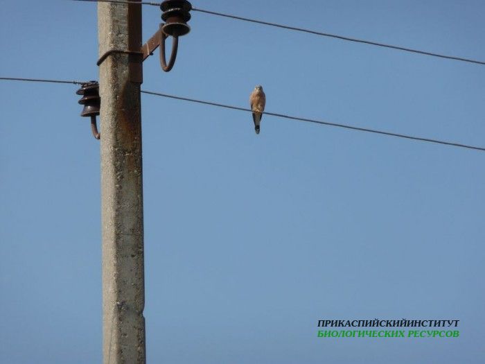 40.степ.пустельга.турали.9.9.2011