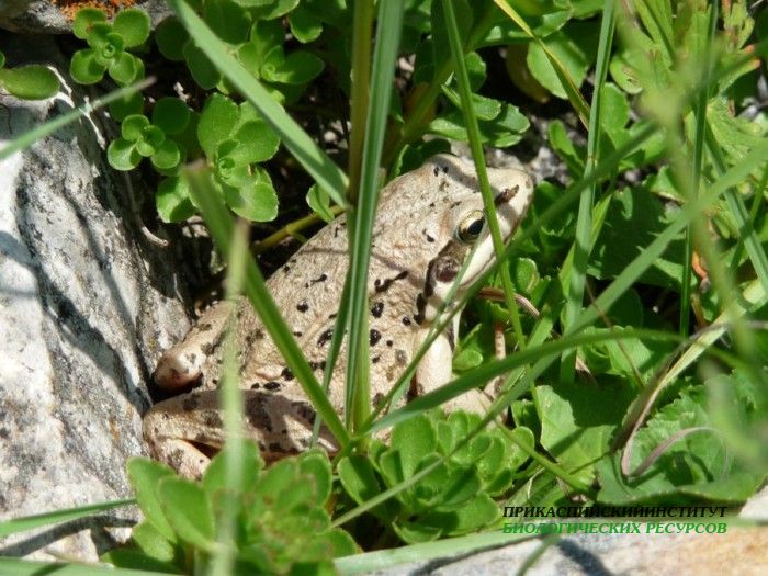 1.лягушка.хунзах.06.07.2011