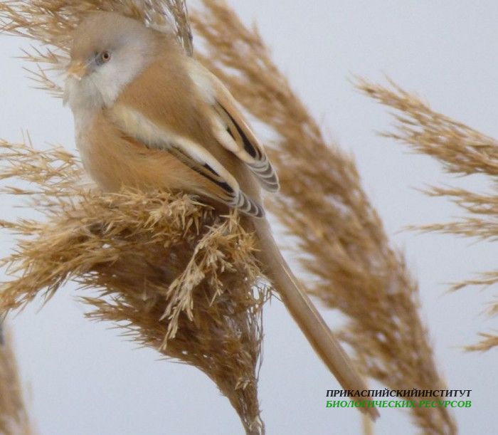 46.усики.турали.7.01.12