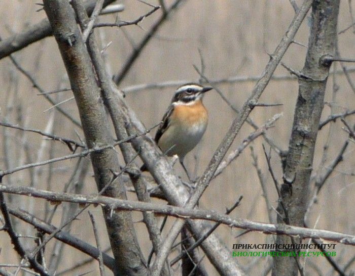 3лугов.чекан.самец.турали.18.04.10