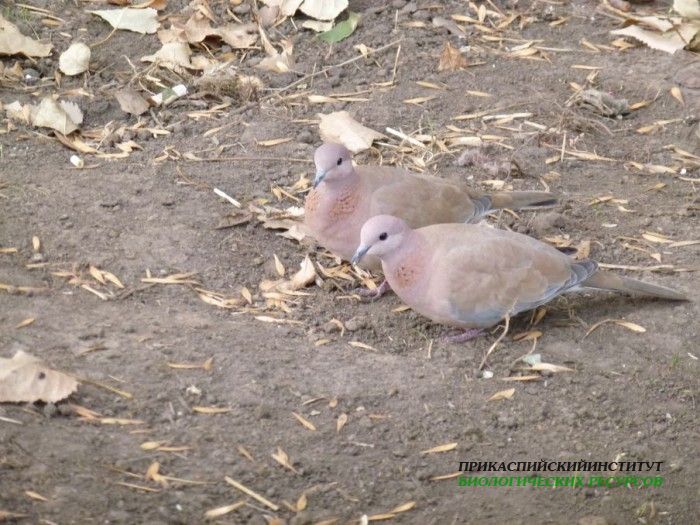 44.мал.горл.мойдвор.2.12.11.