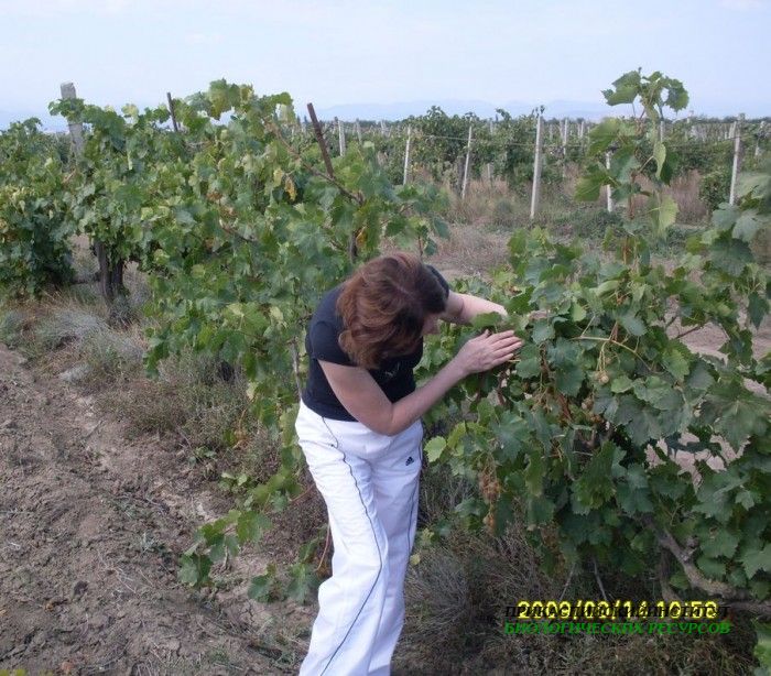 Обрезка винограда