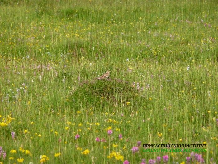 29.пол.жаворон.хунзах.08.07.2011