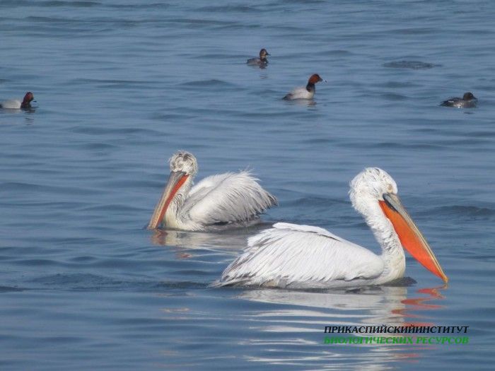 100.кудрявыйпиликан.красногол.ныр.судоремзав.21.02.12