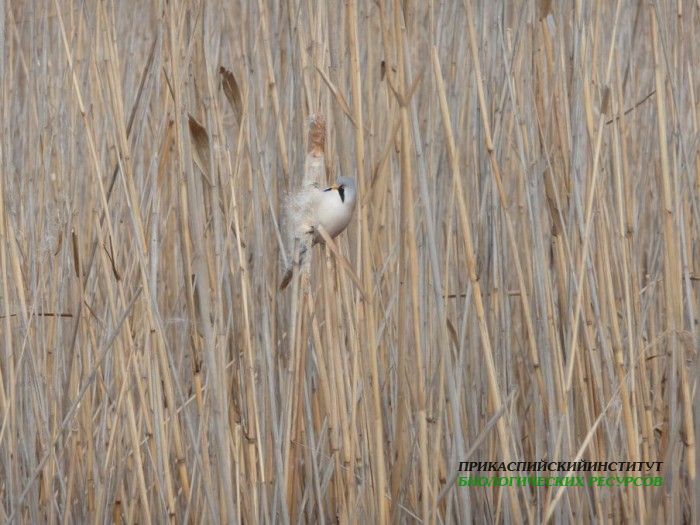 23.усат.син.турали10