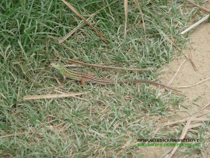 6.ящерицасамка.турали.05.08.11