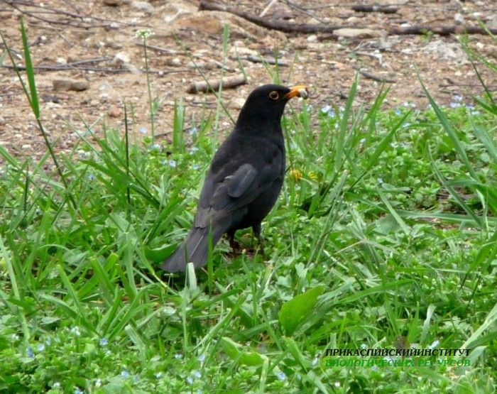 14.черн.дрозд.кисловод.2.05.11